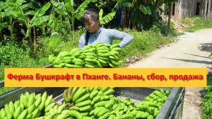 Ферма Бушкрафт в Пханге. Вьетнам. Бананы, сбор, продажа