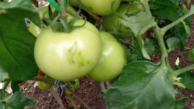 ОБЗОР ТОМАТОВ В ОТКРЫТОМ ГРУНТЕ. АВГУСТ. смотреть онлайн