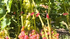 ВИНОГРАД Энрико Корузо, Водяная Лилия, Версилия, Огонь страсти, Никитон