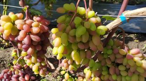 Виноград селекции ЩЕРЕДЕНКОВА В. А. на 10 августа - испытательный участок!