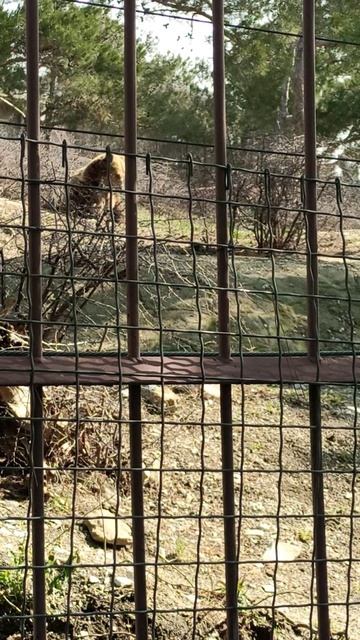 Мишка - местный житель Геленджика! смотреть онлайн