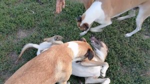 О собаках канала Тайфун тайфуныч