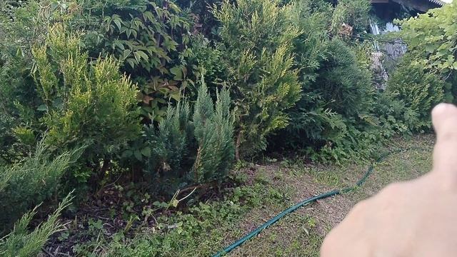 Сныть и хвойные - пропролка . смотреть онлайн