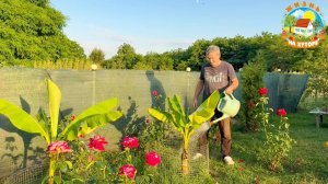 ОБЗОР ОГОРОДА в начале июля. Закупили краску для нового дома