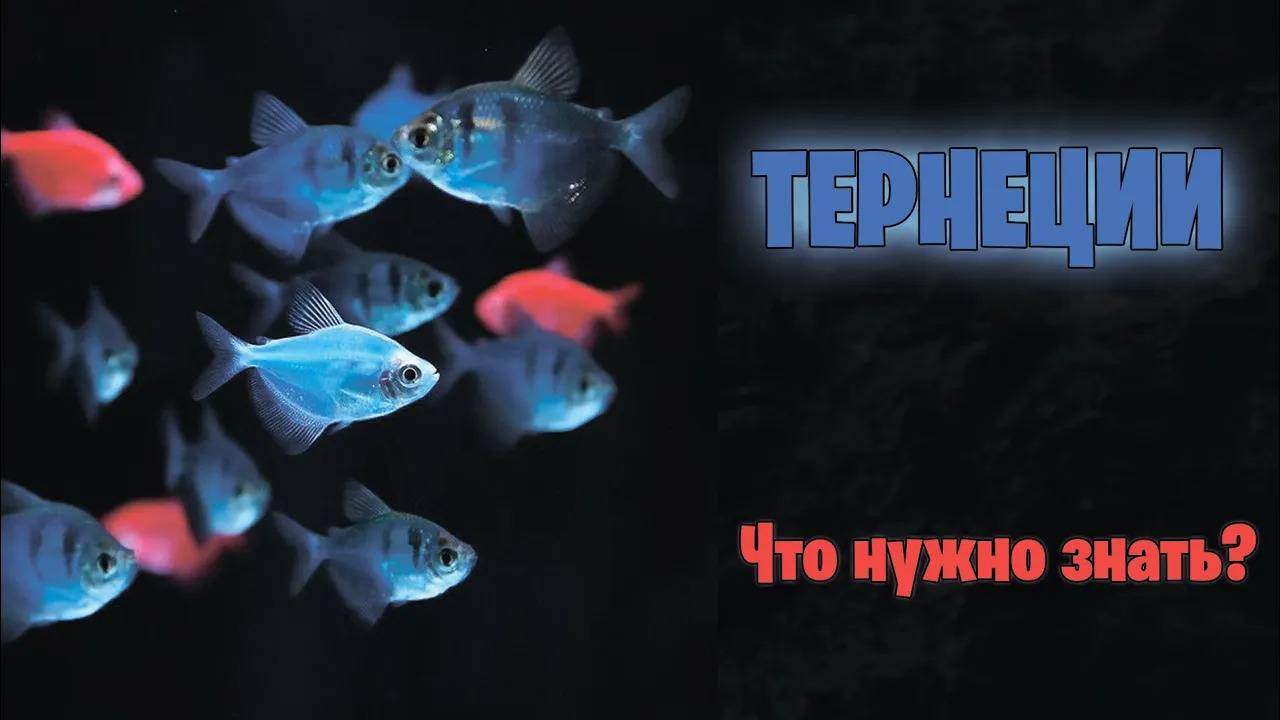ТЕРНЕЦИЯ Glofish - Что нужно знать？ - аквариумистика
