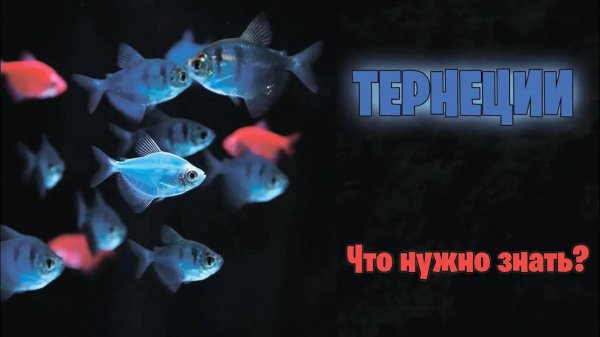 ТЕРНЕЦИЯ Glofish - Что нужно знать？ - аквариумистика