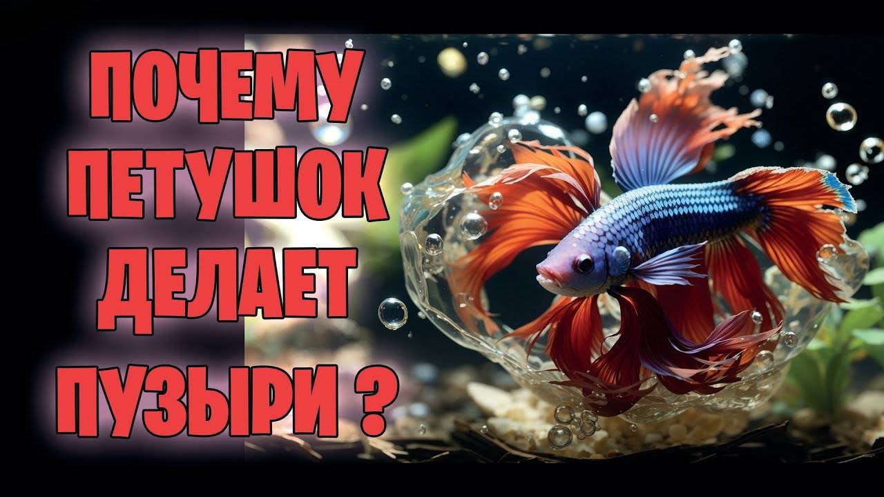 Почему петушки делают пузыри？