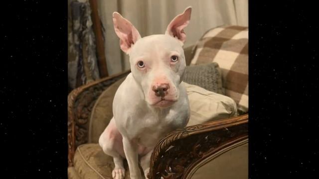 ДомовойТВ О животных и не только!