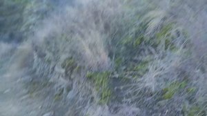 Видео зарисовки из Грузии