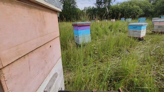 Подсолнух минус 1 кг смотреть онлайн