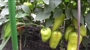 Перец КУПЕЦ