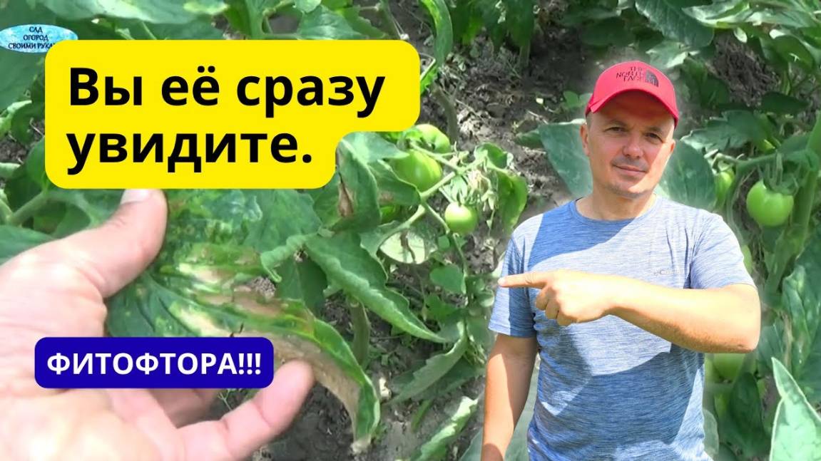 Все признаки фитофтороза не перепутайте с другой болезнью! смотреть онлайн