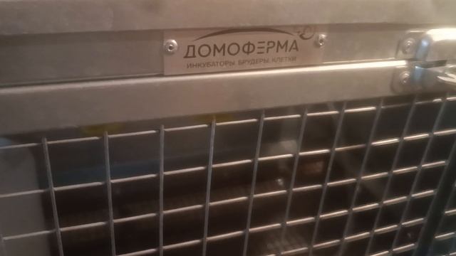 Новости из курятника