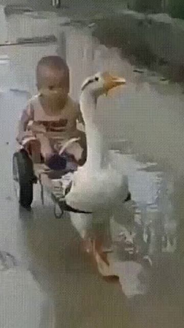 Гусь везет мальчика смотреть онлайн