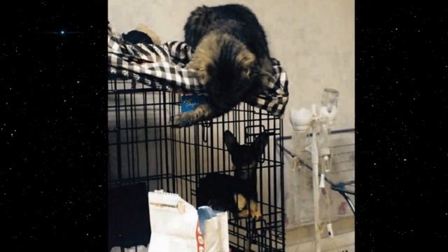 Пёсик всю ЖИЗНЬ провел привязанным к батарее, с ним не гуляли и кормили от случая к случаю...