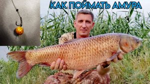 На что ПОЙМАТЬ БЕЛОГО АМУРА. #белыйамур #рыбалка #сазан #карась #карп