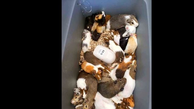 Она принесла коробку с морскими свинками в приют, когда её открыли... такого никто не ожидал!