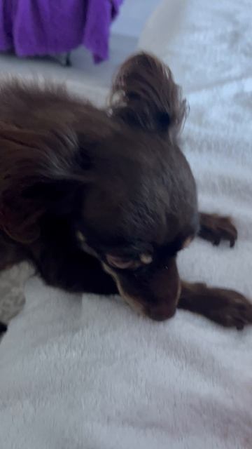 Мой ТОЙЧИК девочка с рождения со мной👍