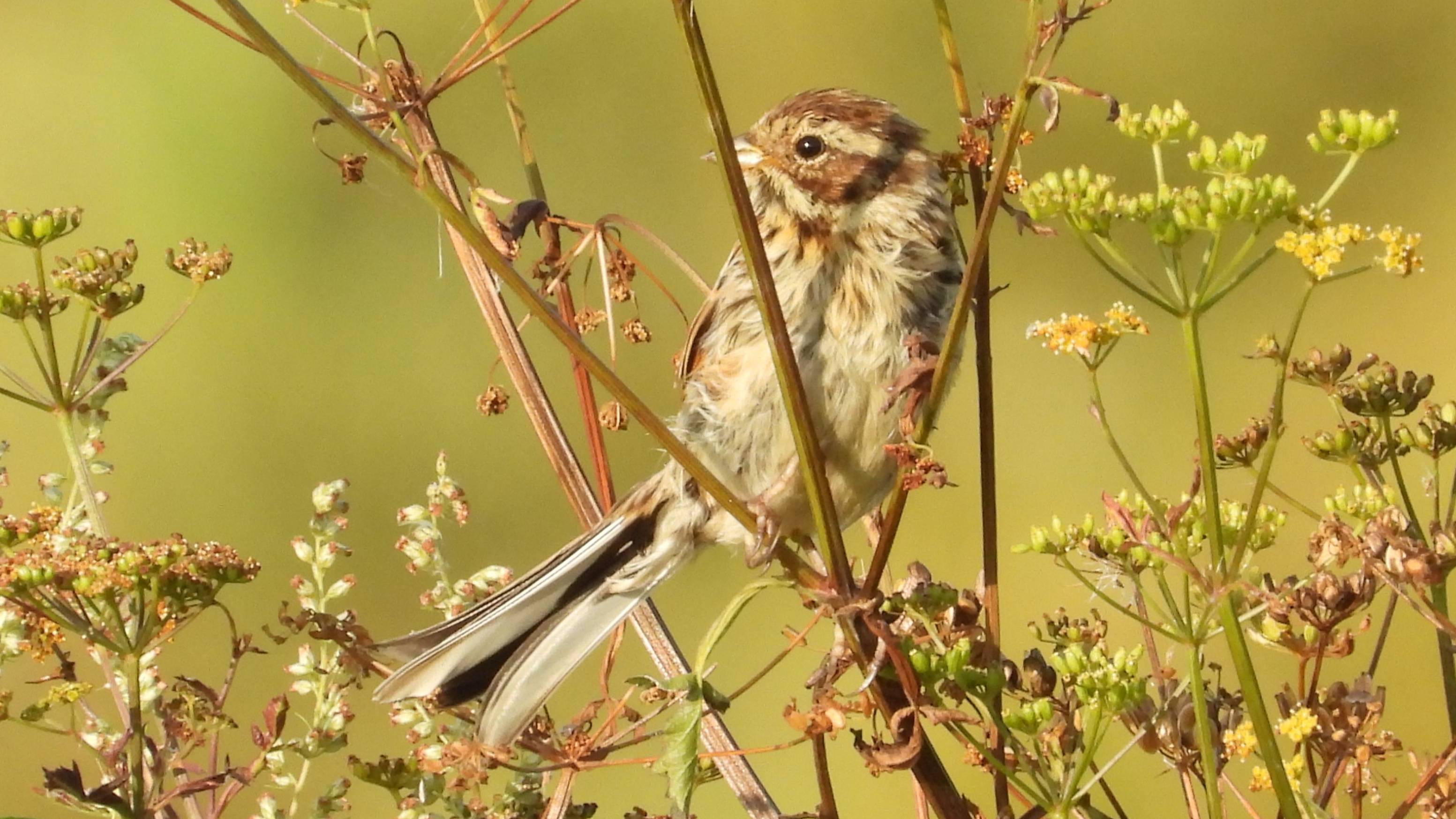 Тростниковая Овсянка, наблюдение птиц в Новгородской области, Ушерско, 10 августа 2025 смотреть онлайн