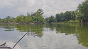 Рыбалка на сазана август, ДОН