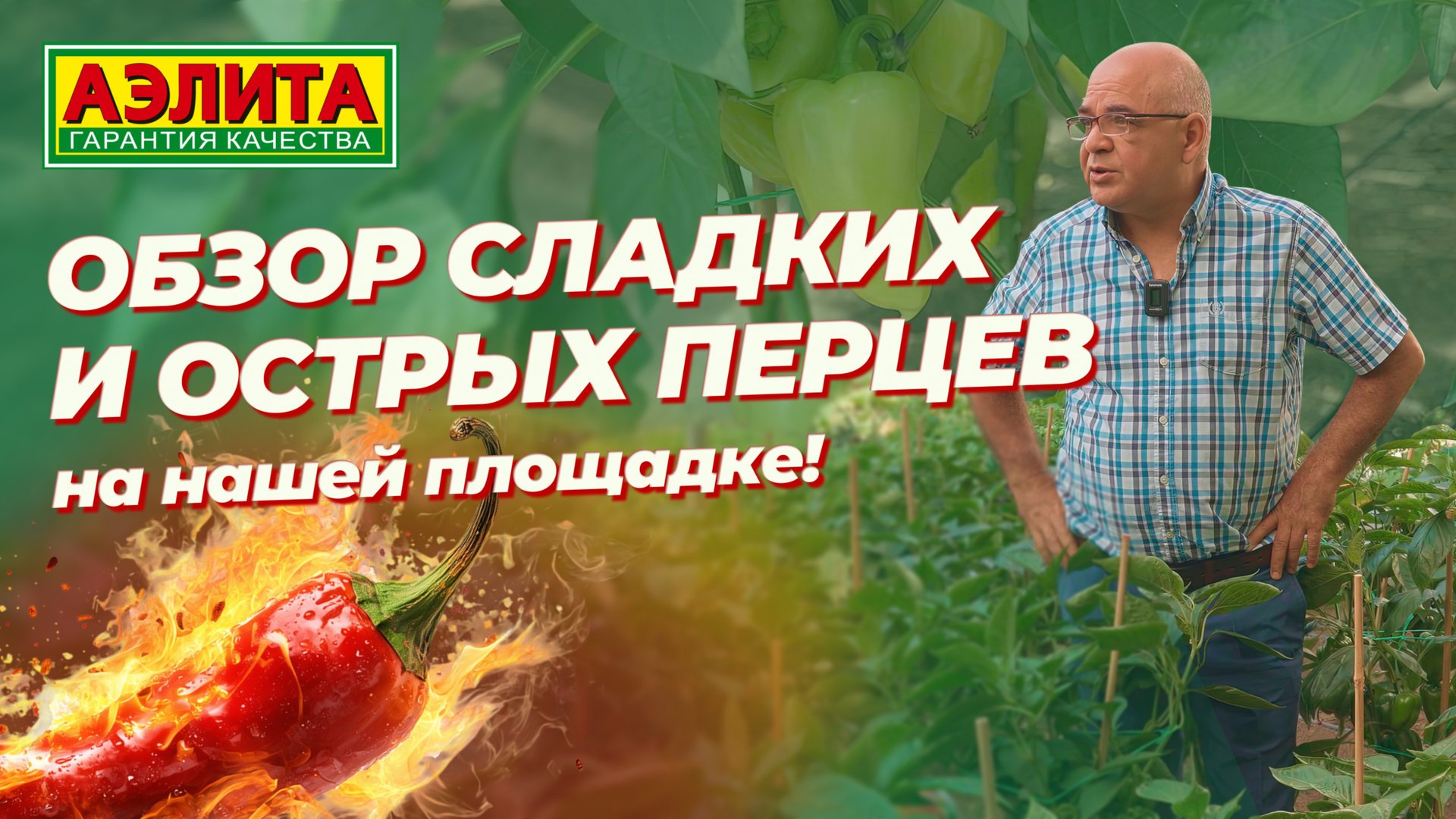 СЛАДКИЕ и ОСТРЫЕ перцы на нашей площадке в августе!