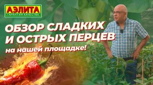 СЛАДКИЕ и ОСТРЫЕ перцы на нашей площадке в августе!