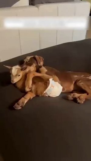 Козленок потерял свой дом и добрые люди стали его семьей