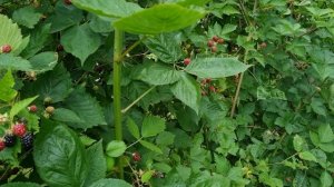 Ежевика: шпалера и особенности выращивания.