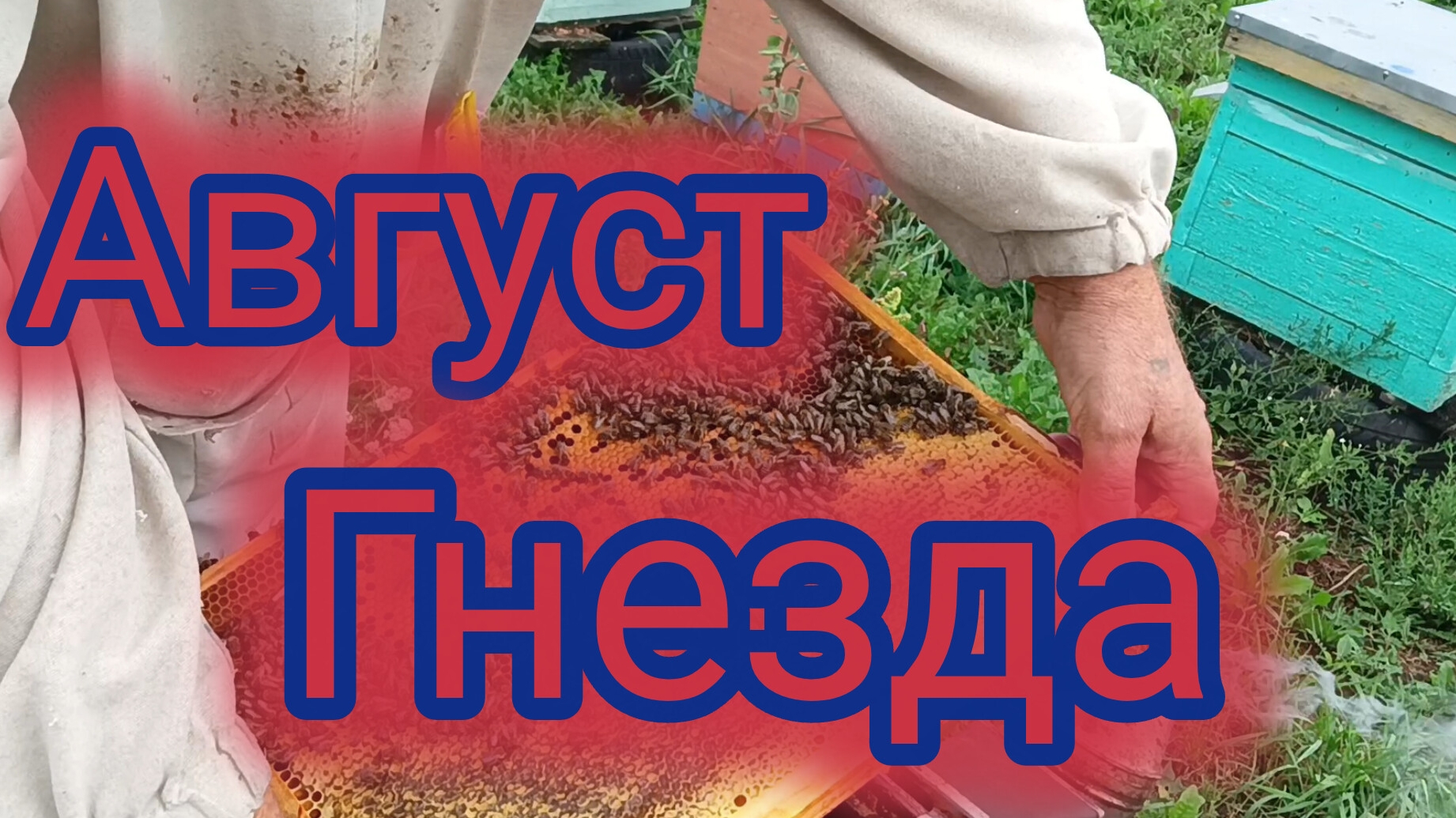 Август.Гнезда смотреть онлайн