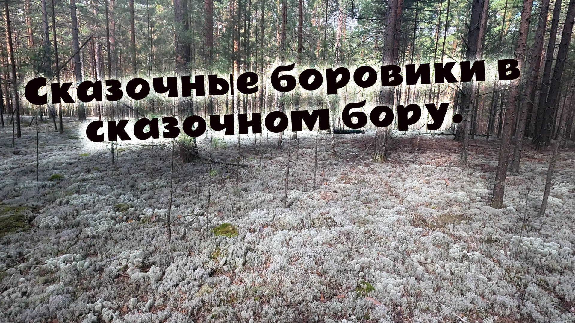 Боровики в Азанке. Красивая прогулка по белому мху. Грибная охота на  белые грибы. Царство грибов.