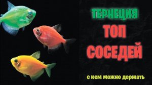 ТЕРНЕЦИЯ - GLOFISH - топ лучших соседей для содержания вместе