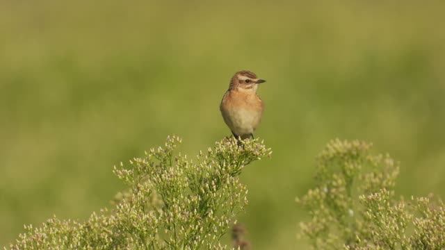 Луговой Чекан, наблюдение птиц в Новгородской области, Ушерско, 10 августа 2025 смотреть онлайн