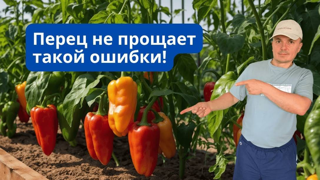 Не убирали перец с грядки 2 месяца — вот что получилось! смотреть онлайн