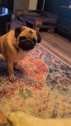 Аркашья ярость