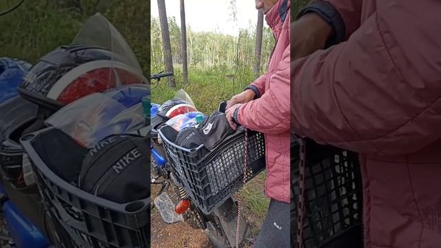 Съездили за черникой 🫐 смотреть онлайн