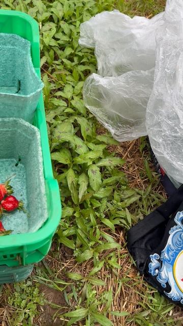 Сбор земляники садовой