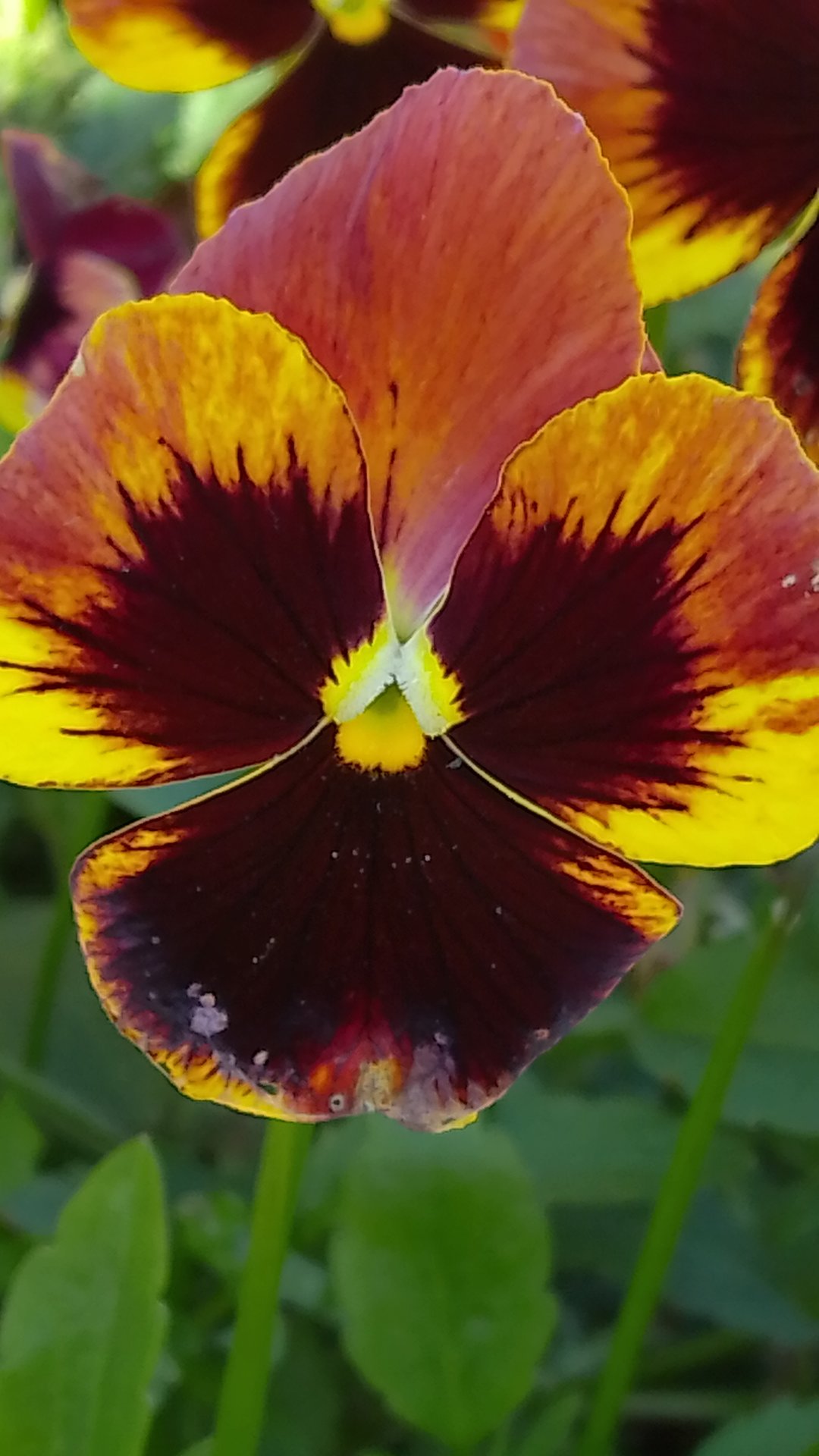 Красота! Летом, мой город, сад! смотреть онлайн