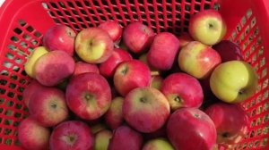 Первый урожай яблок в этом сезоне получила от яблони Сладкая нега