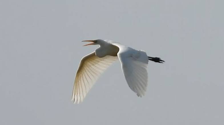 Голоса птиц. Большая Белая Цапля, позывки на лету, наблюдение в Новгородской области, 10.08.2025 смотреть онлайн