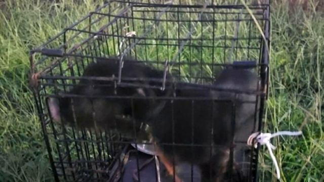 На 32-градусной жаре в грязной, тесной клетке ютился беспомощный щенок...