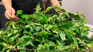 Даже не думала что вишневые листья буду запасать на зиму. Попробовала и теперь так делаю каждый год