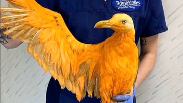 Люди заметили необычную жёлтую птицу, бродящую у дороги...