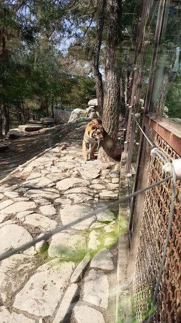 Тигр гуляет в Геленджтке. смотреть онлайн