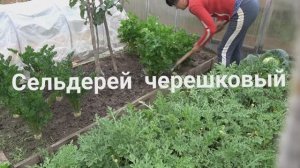 6 соток 5 августа 2025 года. Хроника.