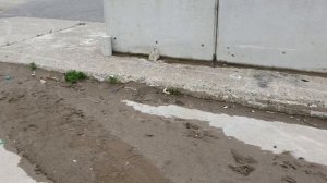 Двухтактники в Японии. Прогулка в порту