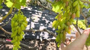 Виноград Джокер, ЖУРАВЧИК Красный, Алинка, Офелия, РИЗОМЕНА, Водяная Лилия