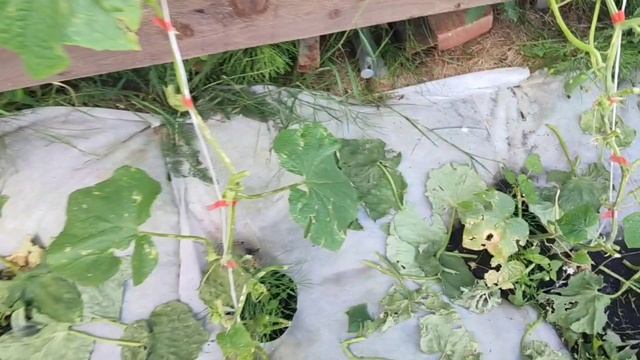 Борьба со слизнями и улитками на огурцах с помощью средства Слизнеед Neo #слизни смотреть онлайн