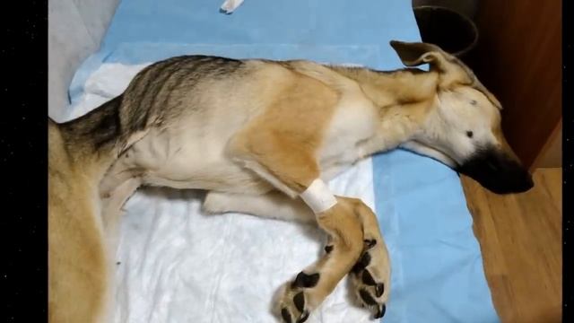 ДомовойТВ О животных и не только!