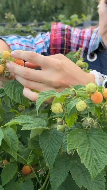 КАК ПОНЯТЬ ЧТО ЖЕЛТАЯ МАЛИНА БЕЛАЯ СМОРОДИНА И ЗЕЛЕНЫЕ ТОМАТЫ ПОСПЕЛИ смотреть онлайн