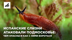 Испанские слизни атаковали Подмосковье: чем опасны и как с ними бороться